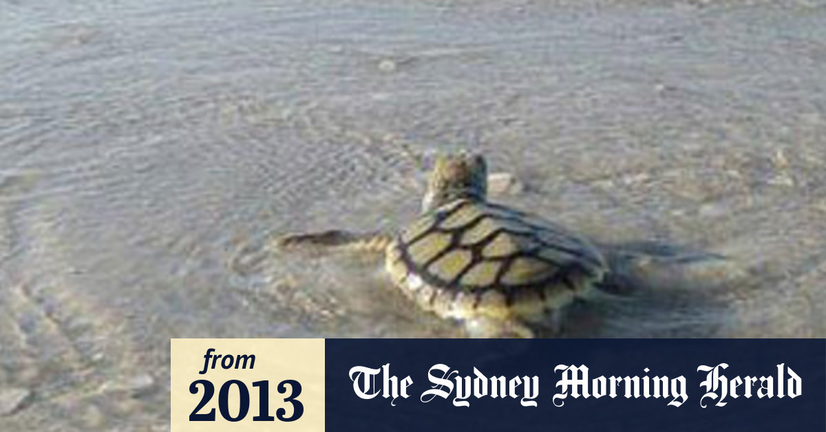 Many turtles returning to Eighty Mile Beach without laying eggs